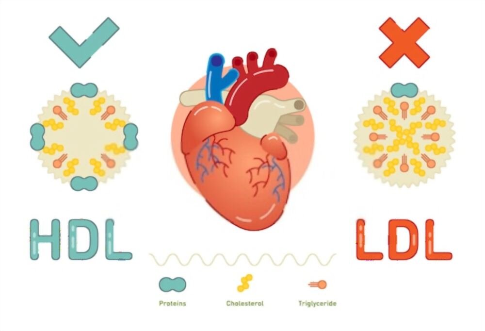 What are lipoproteins