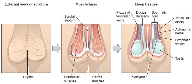 All About Cremaster Muscle And Its Functions
