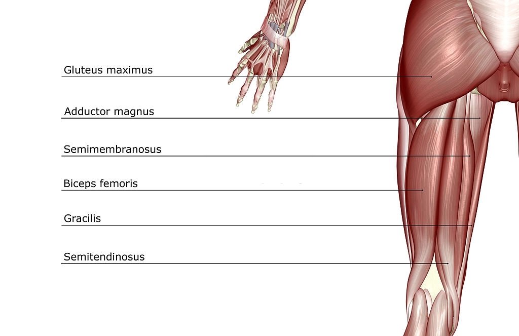 An Introduction To The Gracilis Muscle
